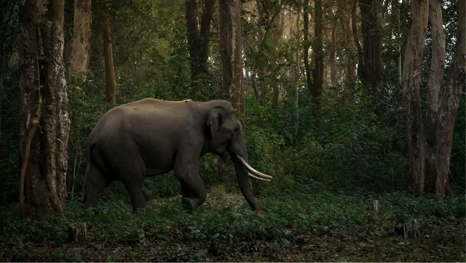  Dubare Elephant Camp